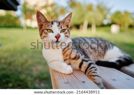 Cute little kitty cat laying on the wooden bench in the city park.