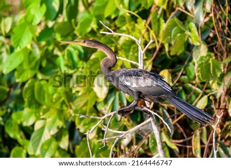 Anhinga (Anhinga anhinga) in Manu national park, Amazonas,  Peru. Also known as Snakebird or American darter. Royalty-Free Stock Photo #2164446747