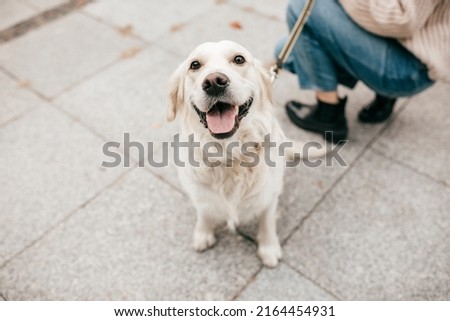Cute cheerful white dog golden Labrador retriever sitting on street road near owner walking. Commemorate friend. Close Royalty-Free Stock Photo #2164454931