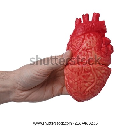Man holding model of heart on white background, closeup. Cardiology concept