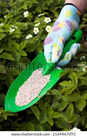 Farmer hands in gloves giving chemical fertilizer to young bushes of strawberries during their flowering period in the garden. Hand in glove holding shovel and fertilize organic garden Royalty-Free Stock Photo #2164467093