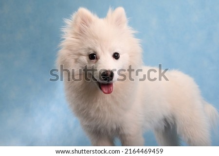 Portrait of a beautiful white fluffy dog on a blue background in a studio with an open mouth