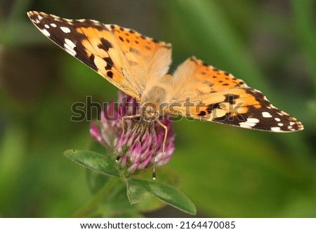 Painted Lady (Vanessa cardui), macro photography of the colorful butterfly on meadow flower