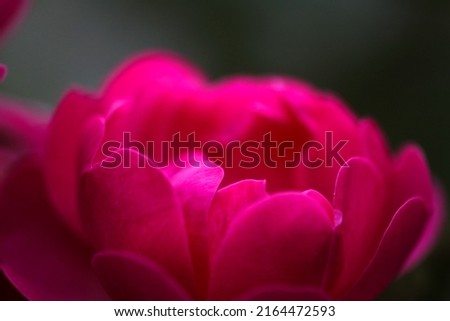 Pink rose flower petal, close up macro photograph image processed as more Passionated background texture.
