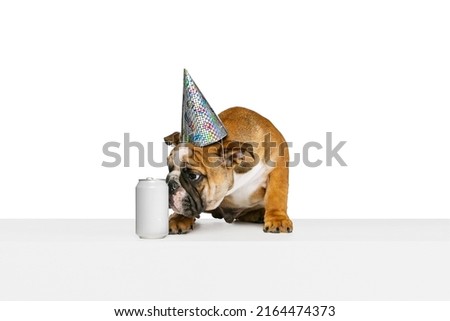 Funny doggy, purebred dog, bulldog in shiny holiday cap isolated on white studio background. Concept of animal, breed, vet, health and care. Copy spce for ad. Pet looks happy, funny