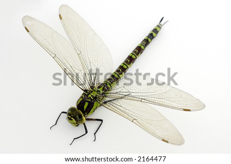 A large green dragonly in the studio on a white background Royalty-Free Stock Photo #2164477
