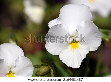 Wittrock's Violet or Garden Pansy is a perennial herbaceous plant belonging to the Violet family.