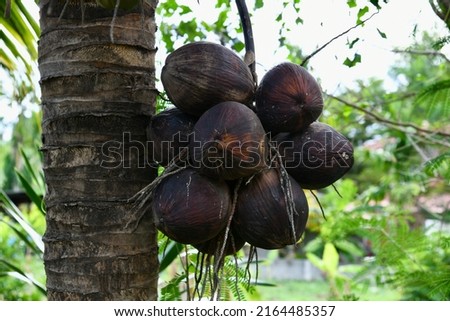 mature coconut closeup on tree.