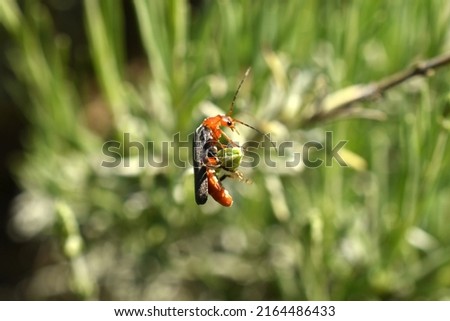 In the picture, a fireman beetle hangs clinging to the grass with its paws.