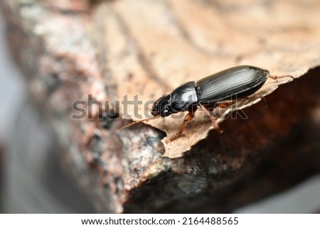 In the picture, the small black beetle crawls along a dry leaf.