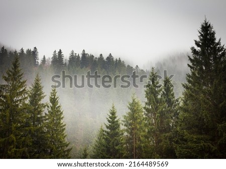Misty landscape with fir forest in hipster vintage retro style Royalty-Free Stock Photo #2164489569