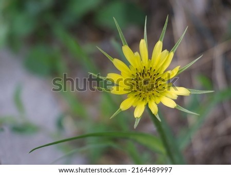 Yellow flowers Gooseberry doubtful, Tragopogon dubius Royalty-Free Stock Photo #2164489997