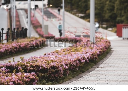 Japanese Bike Lane in Toyosu with pink flower along the way. Green City and urban exercise concept.