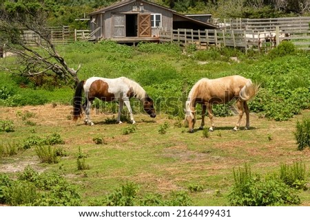 Ocracoke Banker Ponies can be seen at the Ocracoke Pony Pen off of Highway 12. They have been penned for their protection and cared for by the National Park Service since 1959. Royalty-Free Stock Photo #2164499431