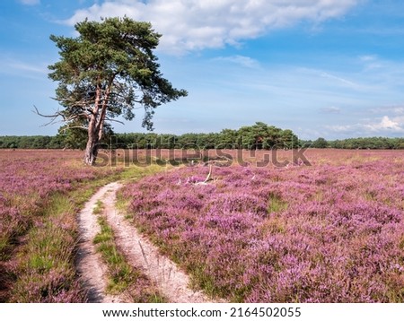 Footpath, pine tree and heather in bloom on Westerheide nature reserve in Gooi, Noord-Holland, Netherlands Royalty-Free Stock Photo #2164502055