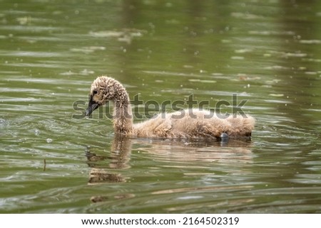 Close-up of a baby black swan swimming in a beautiful pond on a sunny day during springtime