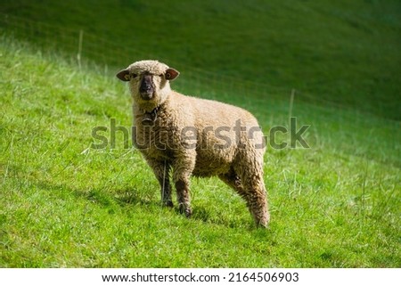 A sheep in a meadow. Swiss sheep. Agriculture in Switzerland. Domestic animals in the pasture. A meadow and a field for animals. Royalty-Free Stock Photo #2164506903