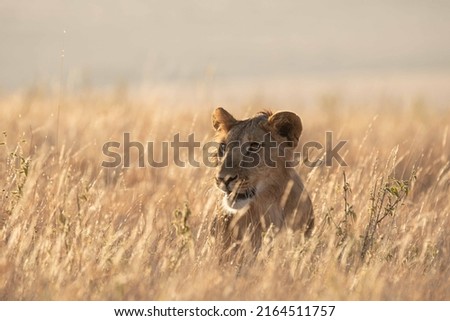 Lions in Lewa Wildlife Conservancy ion Northern Kenya Royalty-Free Stock Photo #2164511757