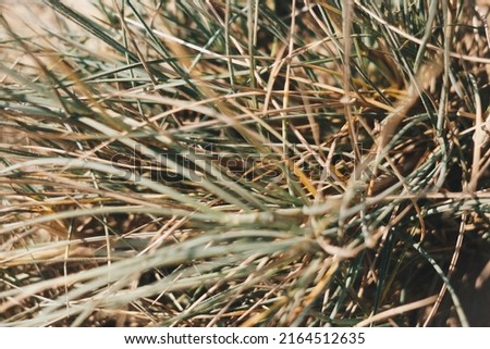 Dry wild needle grass plant herb wallpaper. Savannah soil. Yellow beige pale green matte sepia style. Drought sun day time. Abstract background real photo nature. Banner, more tone red light in stock