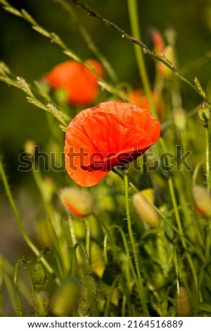 Poppies in the meadow in springtime. Selective focus.