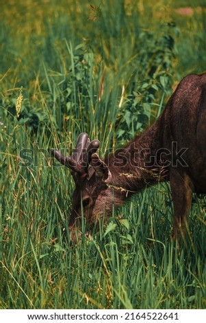 Deer looking for food on the meadow