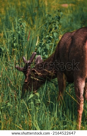 Deer looking for food on the meadow