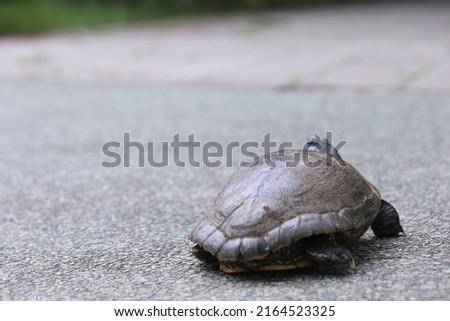 Take a close-up photo of a turtle walking in the park
