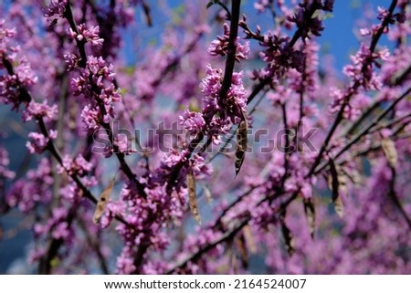 Lovely pink Spring blossom of a redbud in Ottawa, Ontario, Canada. Royalty-Free Stock Photo #2164524007