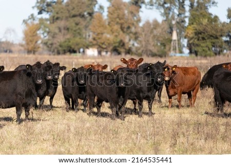 angus animal portrait in the field Royalty-Free Stock Photo #2164535441