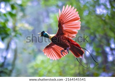 The Beauty of the bird of paradise - Cendrawasih Royalty-Free Stock Photo #2164545541