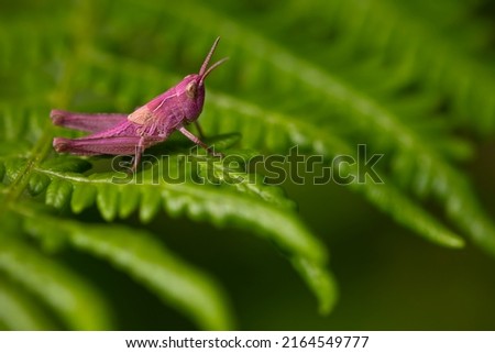 pink grasshopper with erythrism, a genetic mutation that leads to the absence of black pigment or the abundance of red pigment. rare and unique specimen perched on a fern leaf in the sun. Copy space Royalty-Free Stock Photo #2164549777