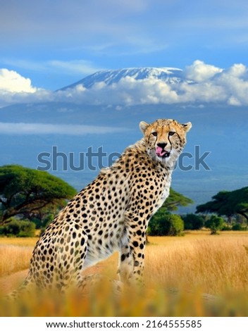 Wild african cheetah on Kilimanjaro mount background. National park of Kenya, Africa