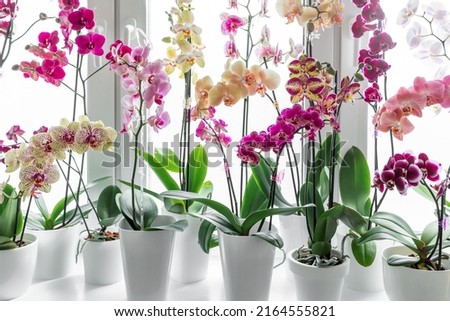 Colorful orchids phalaenopsis. Blooming orchids. Gardening hobby. Purple, pink, orange, red orchids blossom on window sill. Home flowers growth.  Royalty-Free Stock Photo #2164555821