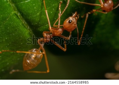 
Red ants on green leaves background with selective focus , concept of team work together, macro photography