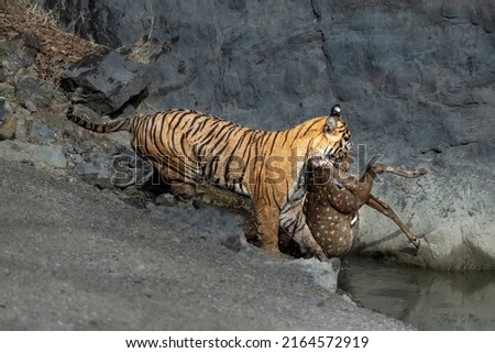 Pathera Tigris with spotted deer kill at Ranthambore National Park, Rajasthan, India