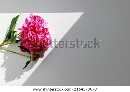 pink peony in the rays of light on a white background. postcard