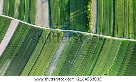 Green rapeseed cultivation aerial landscape, faded colza flowers, agriculture theme