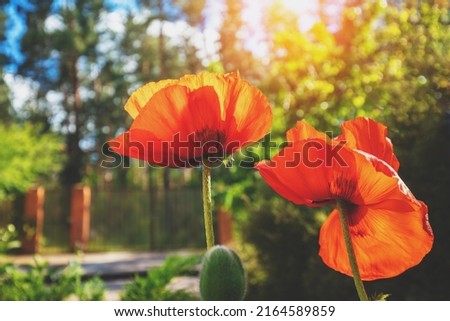 Blossoming Poppies in the yard. Flowering Poppies (Papaver) in summer. Flower nature background