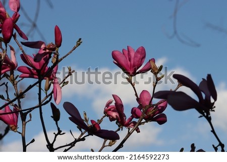 The spring pink magnolia blossom with the blue sky as background