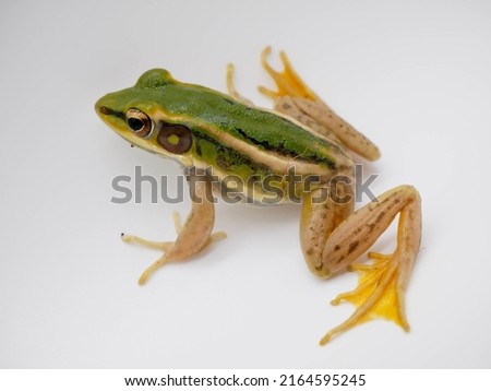 Green paddy frog (Hylarana erythraea) showing both front legs and hind legs with webbed feet visible. Royalty-Free Stock Photo #2164595245