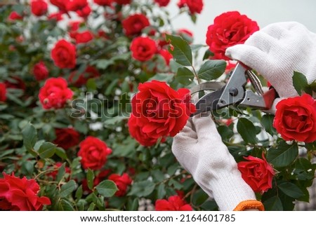 garden tool pruner in hands against the backdrop of a lush bush bloom of red roses. concept for florists and landscape design
