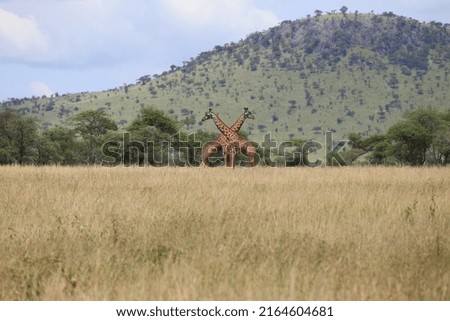 Animals in Tanzania National Parks