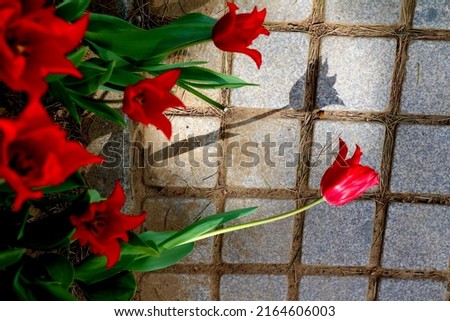 selective focus: Tulip Festival in Istanbul Emirgan Grove. red tulip whose shadow is reflected on the ground with the effect of sunlight hitting the hill