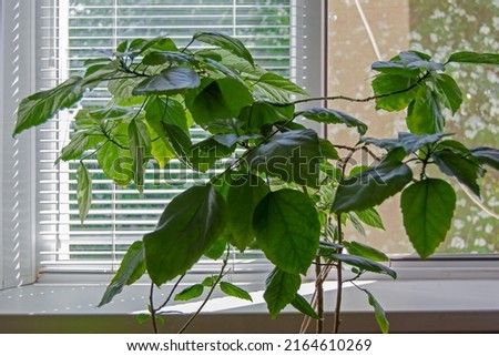 Close-up of a green houseplant on the background of a window on a sunny day. The concept of an eco-friendly home.