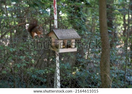 squirrel eating stolen nuts next to a birdhouse