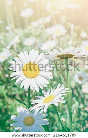 White daisies on the field on a warm summer morning. Tinted image for postcard, print, copy spase