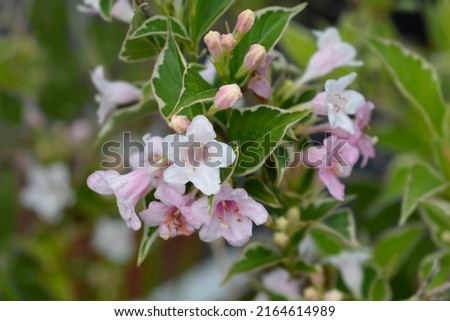 Variegated Weigela flowers - Latin name - Weigela florida Nana Variegata Royalty-Free Stock Photo #2164614989