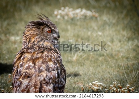 Owl in grass, bird of prey