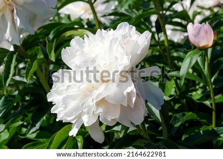 White peony blooms closeup macro photography floral bright floral background