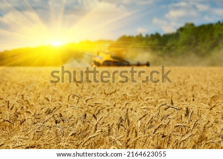 Combine harvester working on a wheat field. Seasonal harvesting the wheat. Agriculture. Royalty-Free Stock Photo #2164623055